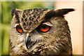 European Eagle Owl, Huxley