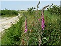 Foxgloves on Aylescott Lane