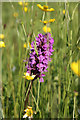 TF0594 : Southern Marsh Orchid by Richard Croft