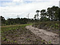 Canford Heath, firebreak