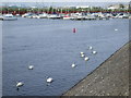 Swans and boats, Penarth marina