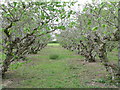 Hazelnut Orchard, Haven Farm, Sutton Valence, Kent