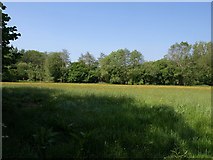 ST1135 : Meadow near Lower Vexford by Derek Harper