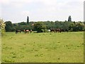 SP3773 : Horses near Ryton Lodge by David P Howard