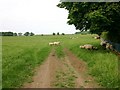 Sheep and lambs on Crimscote Fields Farm