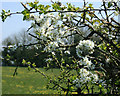 2010 : Blackthorn in flower