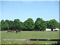 TL6061 : The National Stud, Newmarket by Richard Humphrey