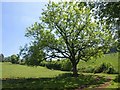 Ash near Adscombe