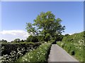 Hollybank Lane, public road,  towards Clint