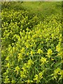 Yellow Rattle, Barton tip