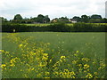 Fields towards Sherbourne Street