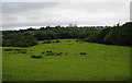 Haughton Dale