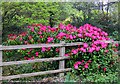 A rhododendron on Jermyns Lane