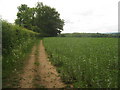 Wealdway heading towards Stone Cross