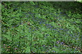 Bluebells in the Trannon valley