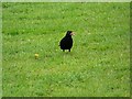 Blackbird (Turdus merula)