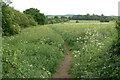 Footpath through the meadow