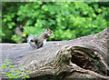 Grey squirrel feeding on  a fallen tree