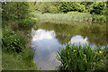 Late Spring, pond at Linear Park