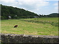 Watermeadows beside the River Torridge