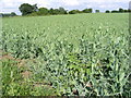 Pea Crop at Moat Farm