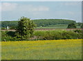 Meadow by the railway