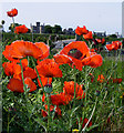 Common Poppies at Lossiemouth