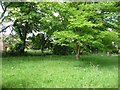 Grassy area in the churchyard