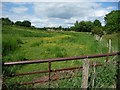 Field with buttercups