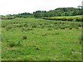 Rushy pasture near Hayberry Mill