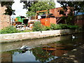 Swans on the Beeston Canal