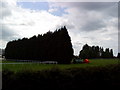 Tree hedge on Highfields