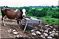 A cow at Betws Bach