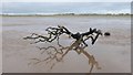 SD2704 : Driftwood in the Danger Area by Gary Rogers