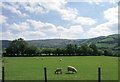 Field south east of Talerddig, Powys