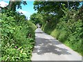 Roadside vegetation on the Gwynfryn Road