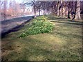 Spring Flowers in Barking Park