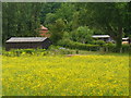 Meadow Near Hoggatts