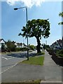 Tree at the southern end of Backbrook Lane