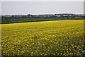 Flamborough across the rapeseed