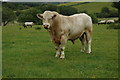 SN9577 : Bull at Cefn Llech by Philip Halling
