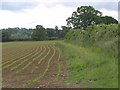 ST5115 : Field and boundary near Odcombe by Derek Harper