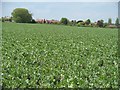 Worcestershire farmland