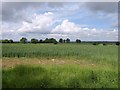 Landscape south of Tintinhull