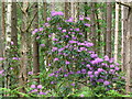 Rhododendrons on Pitch Hill