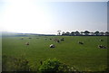 Cattle by the railway