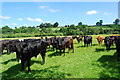 Group of stots grazing beside Afon Dyfrdwy