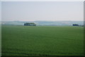 A very large wheat field near Lebberston