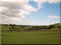 View across sheep pastures towards Rhwngddwyryd Farmhouse