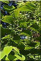 Knotweed (Fallopia japonica) in the Pass of Thermopylae